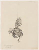 KT 2003 062
<br/>
Jonge Vlaamse Gaai uit het nest gevallen
<br/>
<em>Briedé, Johan (1885 - 1980)</em>